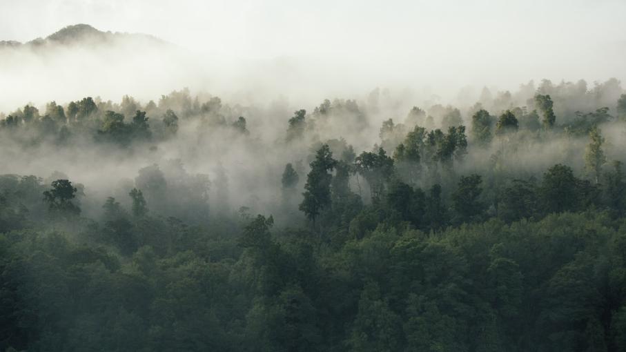 The Benefits of Nature: How to Connect with the Natural World and Improve Your Mental Health