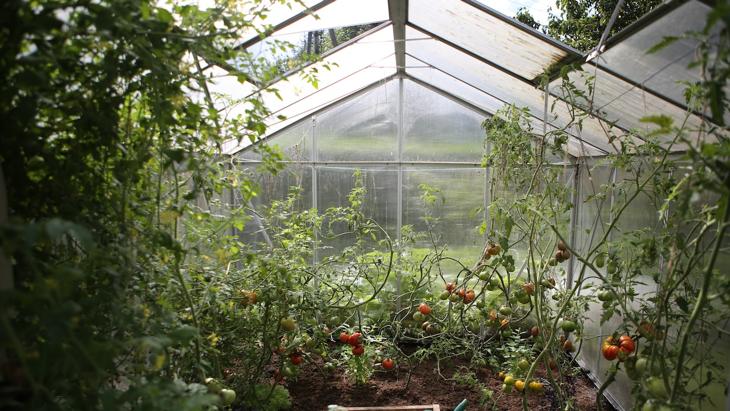 A woman picking ripe tomatoes from her garden